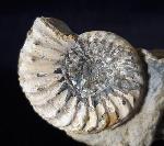 Pleuroceras solare PHILLIPS 1829