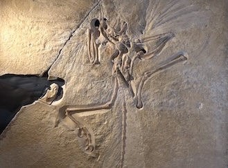 Fossilien aus dem Solnhofener Plattenkalk